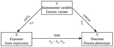Identification of <mark class="highlighted">Gingivitis</mark>-Related Genes Across Human Tissues Based on the Summary Mendelian Randomization